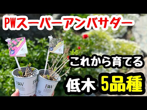 園芸 ホワイトポプラ、ホワイトオランダ、フランピカール