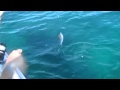 Oswald Catching Fish Mov