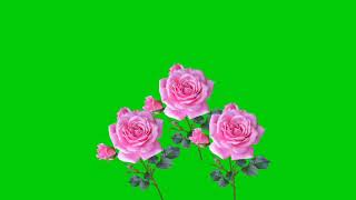 Green screen rose effect video vfx vfx editing vid
