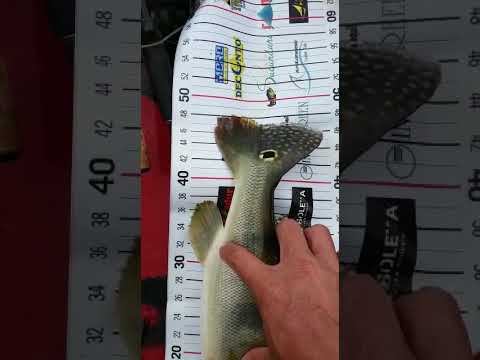 Peixe no Lago Angical Tocantins  #natureza #pescaria #pesca #caiaque #pescaesportiva #fishing