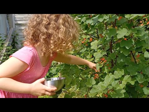 Die Rote Johannisbeere (Ribisel)