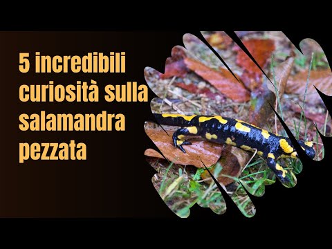 5 Curiosità sulla salamandra pezzata