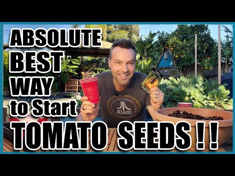 , title : 'Best Way to Start Tomato Seeds Indoors (or Outdoors)'