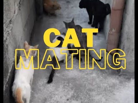 Cat Mating [5 male cats chasing 1 female cat]