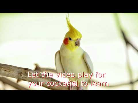 Bird Whistle Training - Cockatiel Trainig Sound - September Earth Wind and Fire