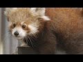 Unbelievably Heartwarming Footage of Baby Red Pandas?