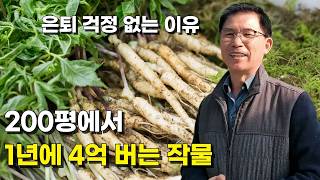 새싹삼 200평 농장에서 일년에 4억 벌 수 있는 이유