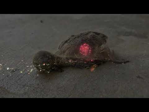 endometrium cuntplow - QUARANTIFEST