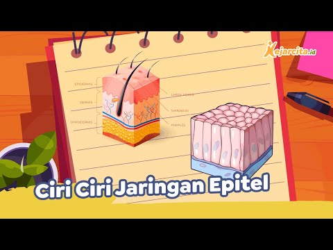Ciri-Ciri Jaringan Epitel | Contoh Soal Materi Jaringan dan Organ Hewan | Biologi SMA
