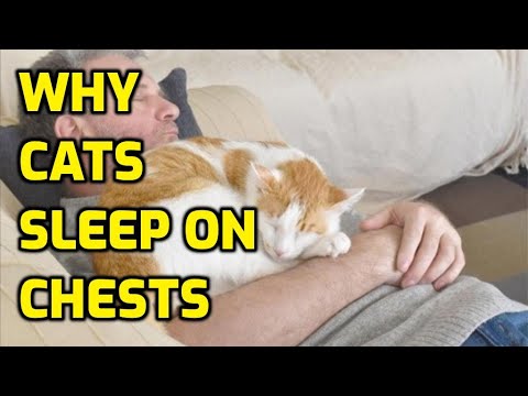Why Do Cats Like Sleeping On Your Chest?