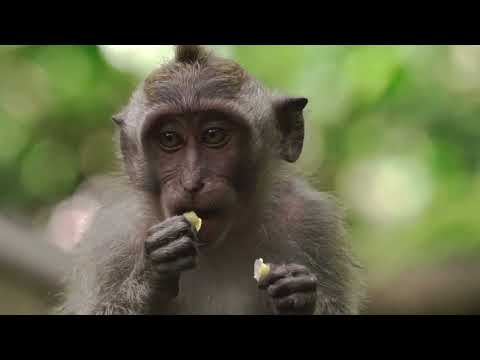 Amazing animals in wildlife #arbs #animalrevoltbattlesimulator #race #animals