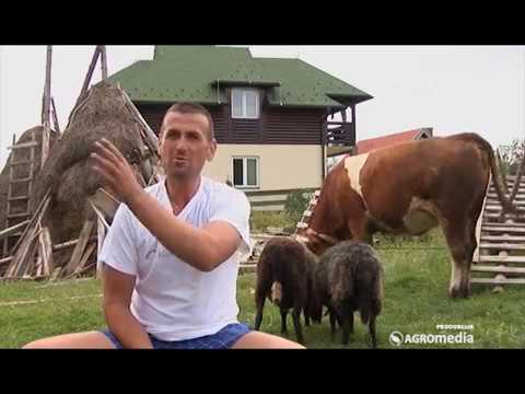 Kakav je život na Tari?