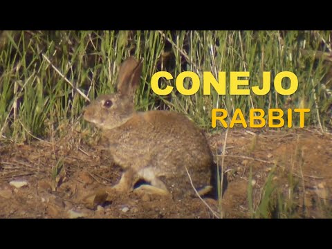 Conejo ( Oryctolagus cuniculus ) Rabbit