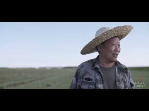 Hemp Fortex-From the field to factory