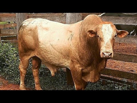 Touro Europeu Da Cia De Rodeio Rancho Do Valle