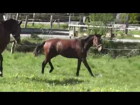 Jährlingsstute von Follow Me