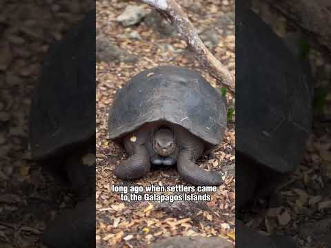 Galápagos Day 1, Narrated by an 11-Year-Old