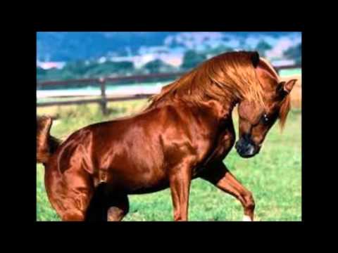 Os 10 cavalos mais bonitos