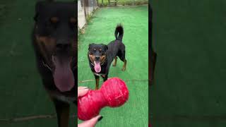 Video preview image #1 Rottweiler-Unknown Mix Puppy For Sale in Spring Lake, NJ, USA