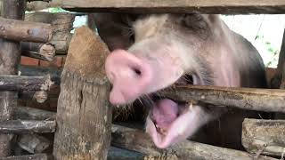 #pig #farmanimalct #funnyanimal #piggy #pigfeed #funnyfarmanimal #funnypig #animals #cutepigs