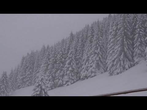 Blizzard Sounds. Snowstorm and Wolves Howling Sounds. 10 Hours of Winter Forest Ambience.