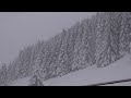 Blizzard Sounds. Snowstorm and Wolves Howling Sounds. 10 Hours of Winter Forest Ambience.