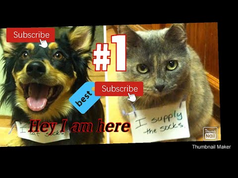 try to not lough | pets funny compilation | funny videos | new 2020 funny videos