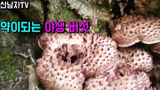 능이버섯 현재 상황은?? (남부권)  초보자 능이산행 항암 자연 건강 2022.9.8