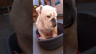 Amarok Buldogue Inglês, ficou sem cama para dormir. só sobrou cama pequena