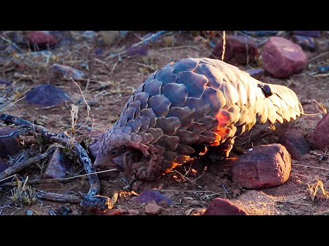 Pangolins, The Most Trafficked Mammal In The World! | The Lion Whisperer