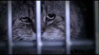 Animals in Ireland need your Help