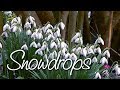 Snowdrops (Galanthus)