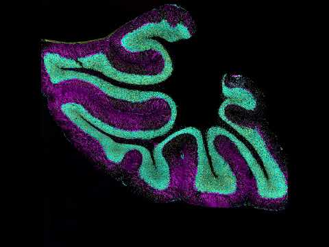 Deciphering the Endocannabinoid System and the Cerebellum
