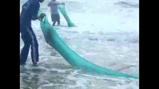 preview picture of video 'Cào hến vui lắm chứ - Cận cảnh công việc cào hến ở bãi biển Đồi Dương, tx. Lagi, Bình Thuận'