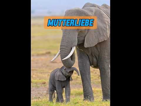 Wie hoch ist der IQ eines Elefanten? #animal #animisme #animals #animalintelligence