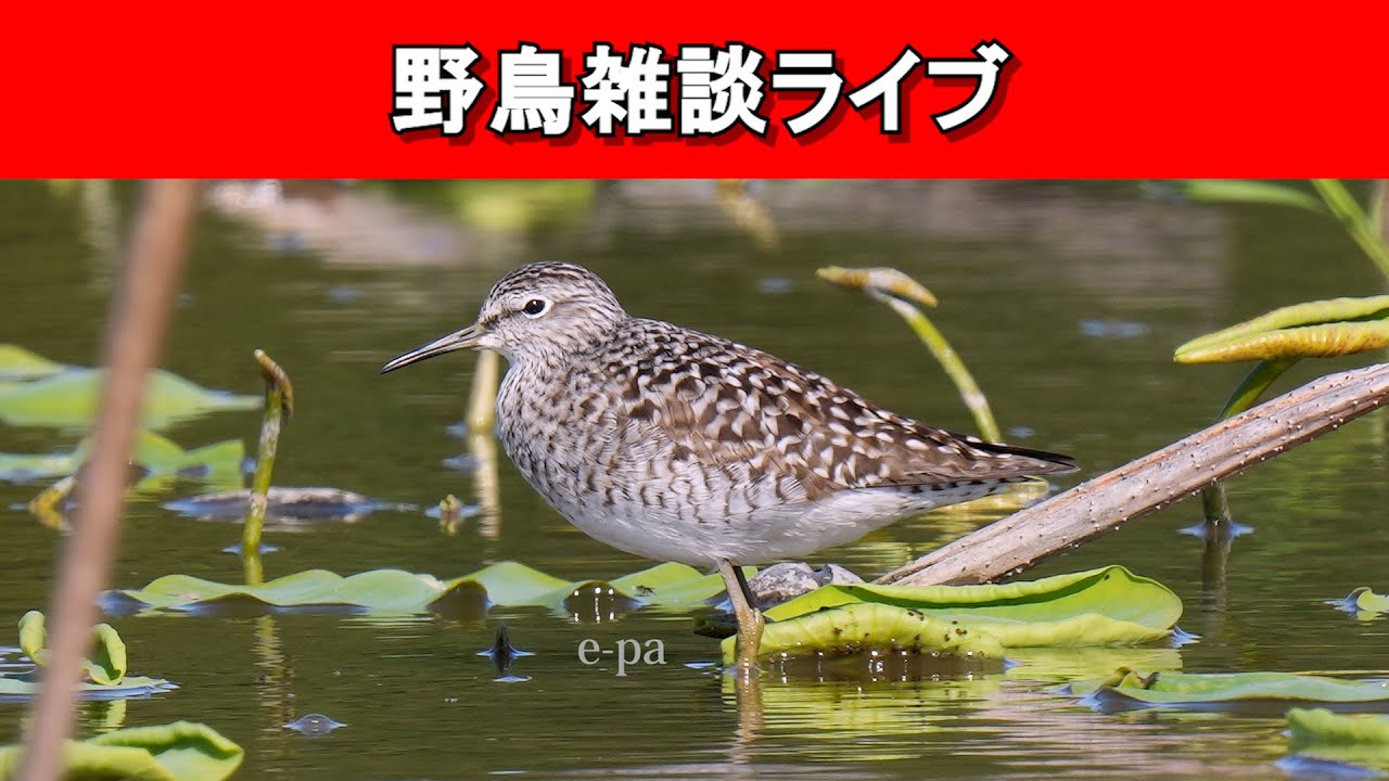 【野鳥】まだ暑いけど秋の渡り始まったからその話しようぜい！