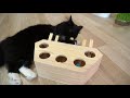 Cats Catching Mole Mouse Uni And Nami