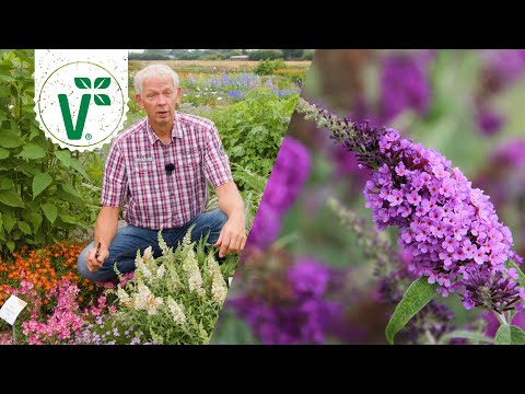 Ist der Schmetterlingsflieder wirklich ein Schmetterlingsmagnet?