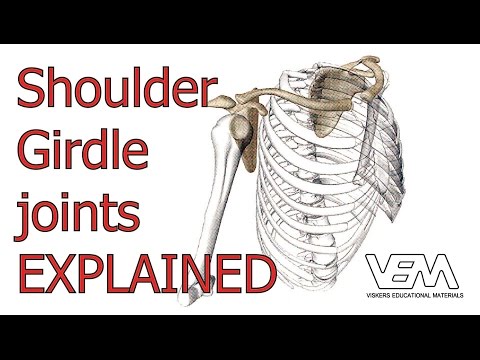 Joints of the Shoulder Girdle