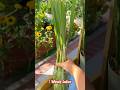 Growing lemongrass from Store bought!