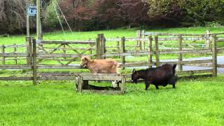 Goats at Blessingbourne House, County Tyrone