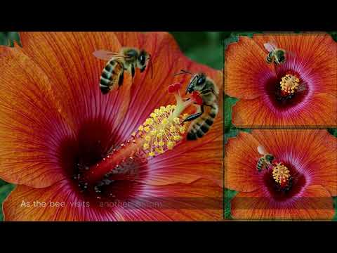 Pollination