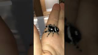 Jumping spider Lucas