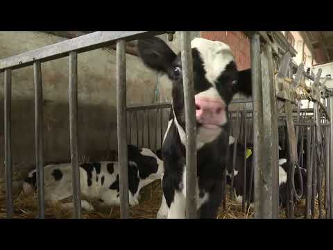 2022.09.16. - Hová tűnik el a tej?