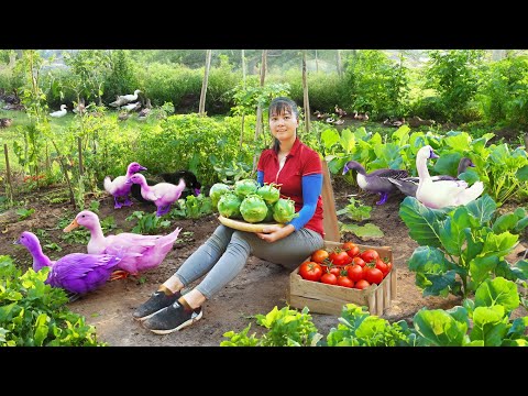, title : 'Harvest Ducks & Cauliflower Goes To Market Sell - Take care animals in farm | Tiểu Vân Daily Life'