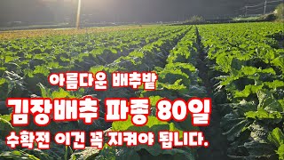김장 배추 파종 80일 생육상태 지켜야 할것들 [배추재배방법]