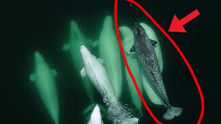 Beluga Whales Adopt Lonely Narwhal