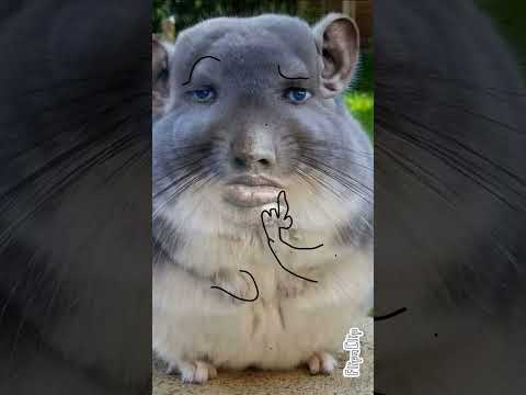 Mewing chinchilla (draw time 45 min this is my first animation)