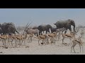 Elephants Trumpet And Clash
