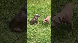 Video preview image #1 American Pit Bull Terrier-Unknown Mix Puppy For Sale in Germantown, OH, USA